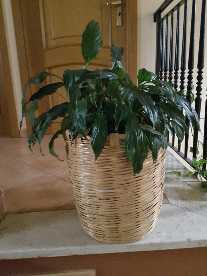 Bed and Breakfast Mansarda Fiorita Abatemarco Exterior foto